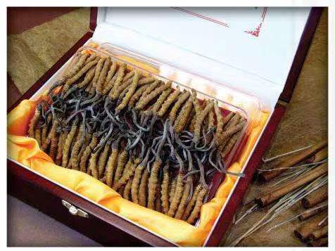 晋城冬虫夏草回收